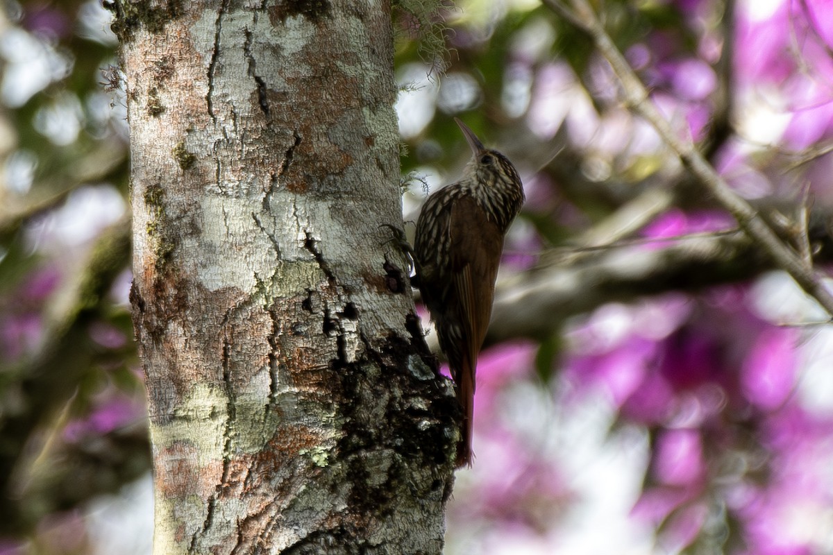 Scalloped Woodcreeper - ML649334334