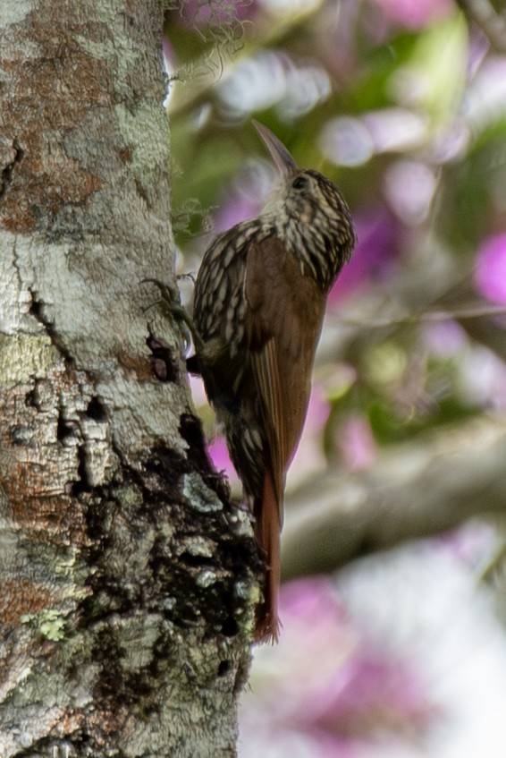 Scalloped Woodcreeper - ML649334335