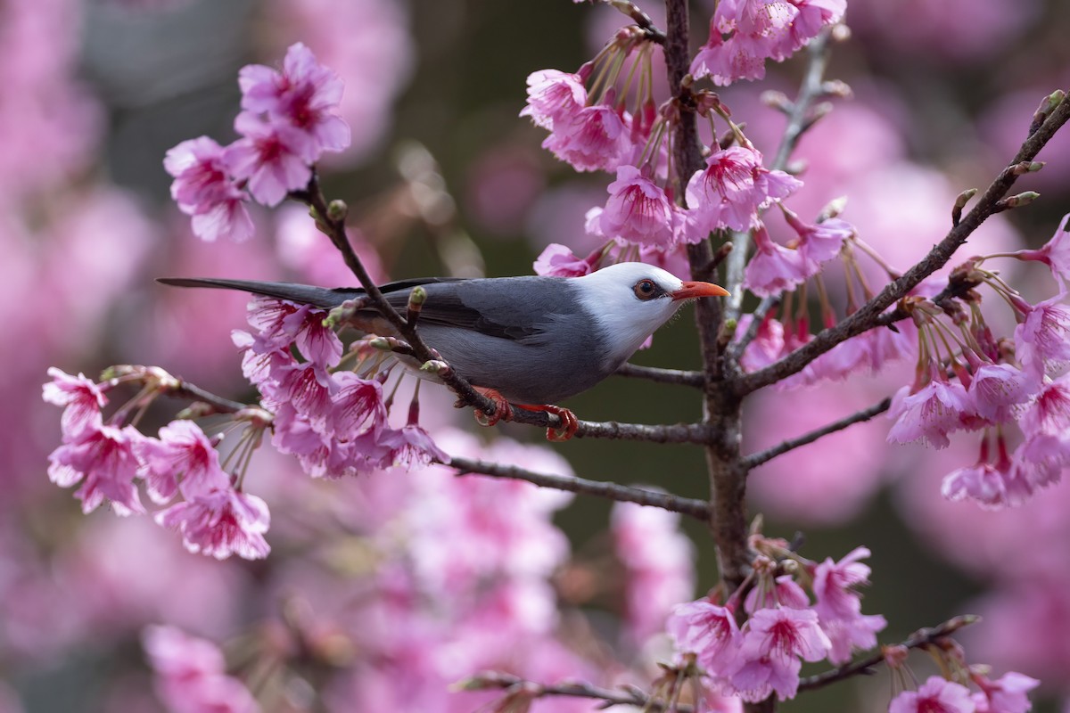White-headed Bulbul - ML649334419