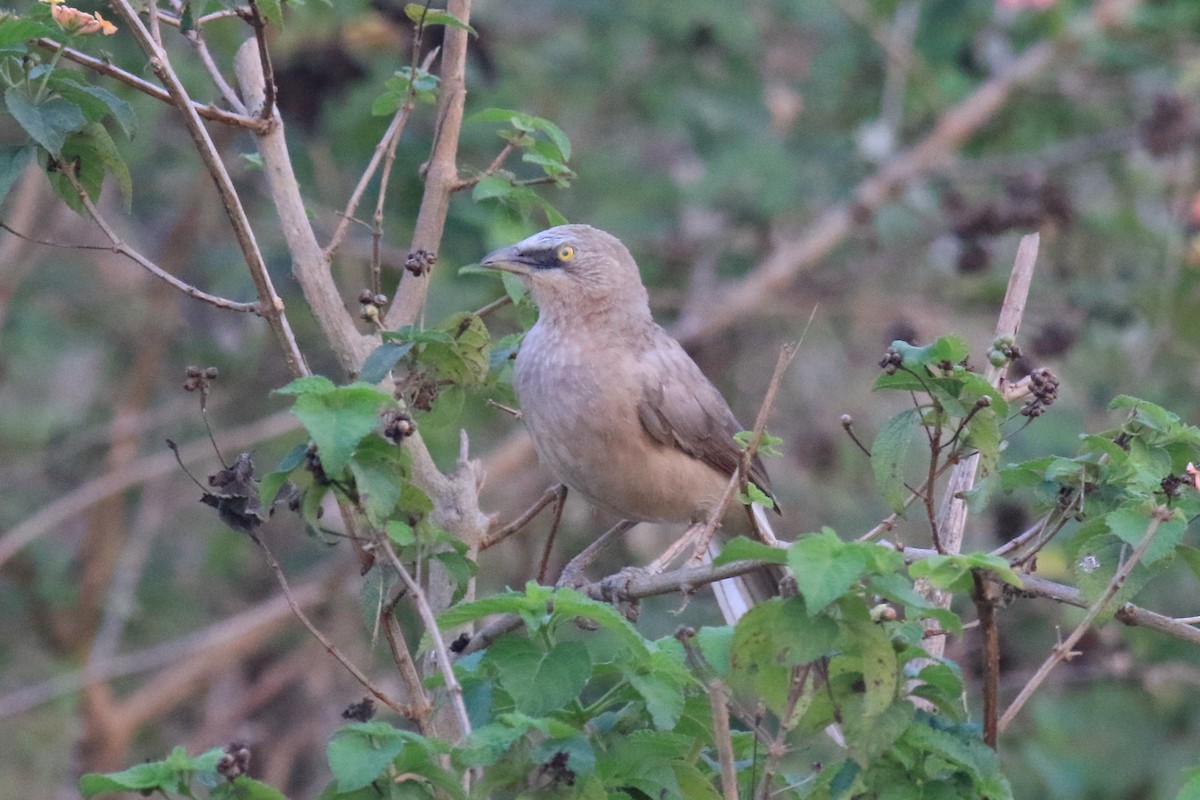 Large Gray Babbler - ML649334534