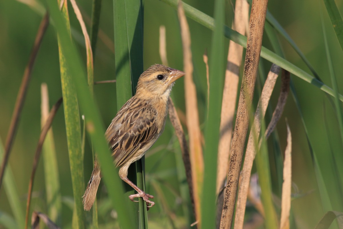 Baya Weaver - ML649334592