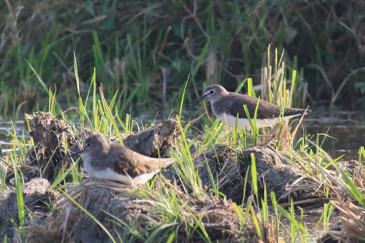 Green Sandpiper - ML649334776