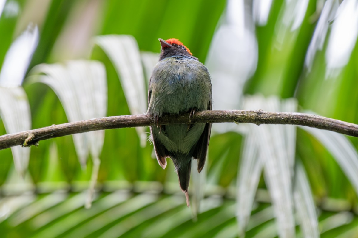 Swallow-tailed Manakin - Luiz Carlos Ramassotti