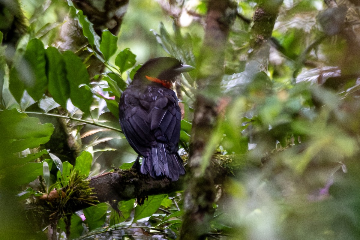 Red-ruffed Fruitcrow - ML649334846
