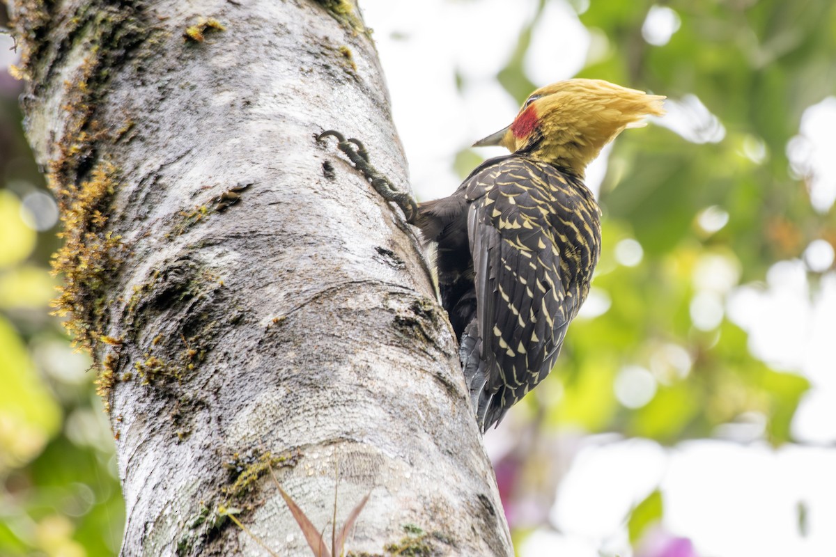 Blond-crested Woodpecker - ML649334938