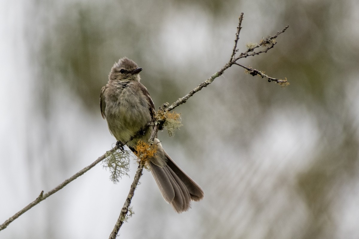 Small-headed Elaenia - ML649334983