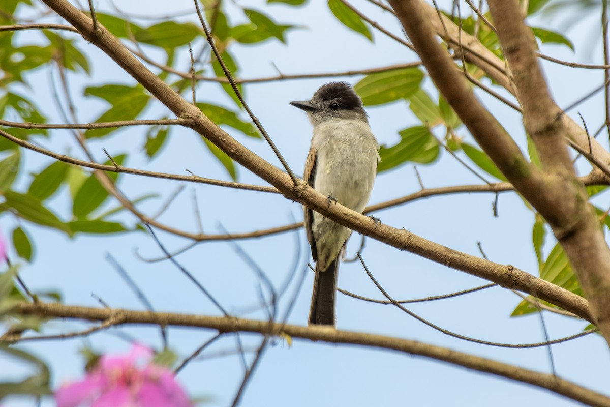 Sibilant Sirystes - ML649334988