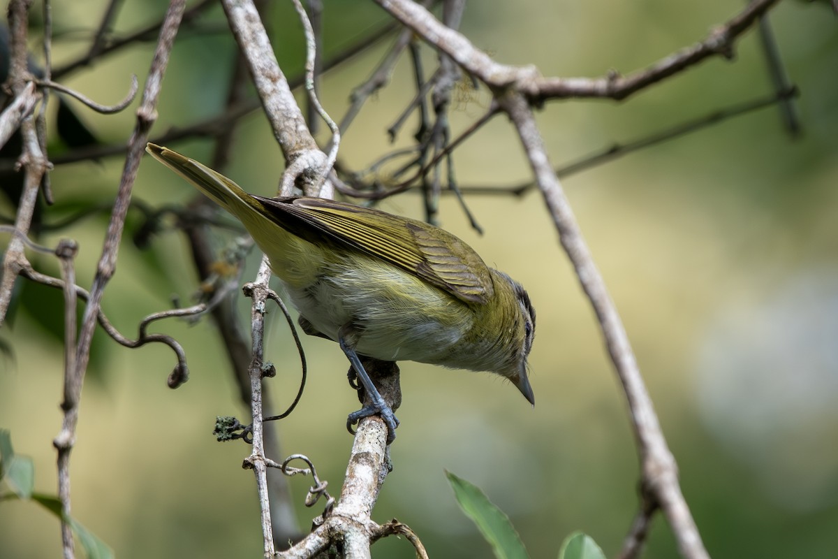 Chivi Vireo - ML649335008