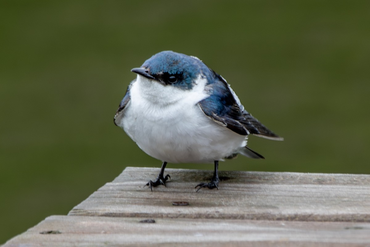 White-winged Swallow - ML649335015