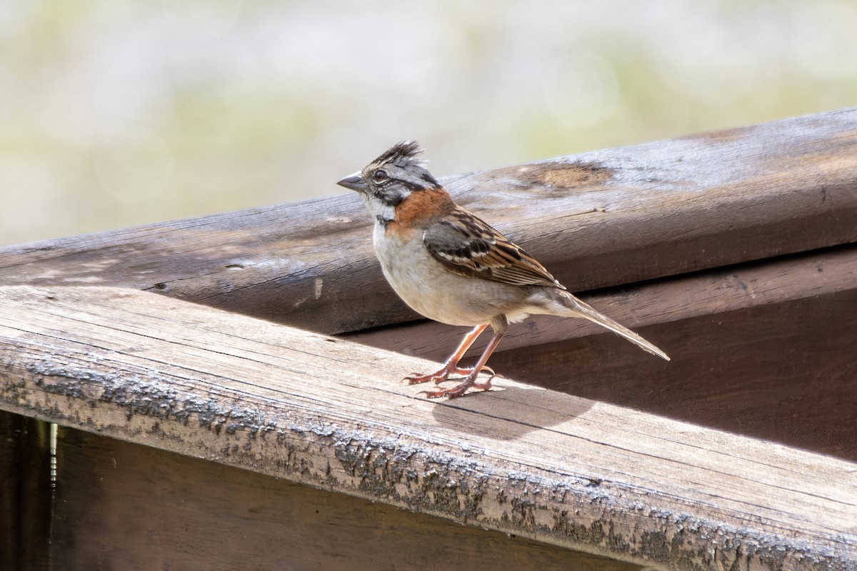 Rufous-collared Sparrow - ML649335089