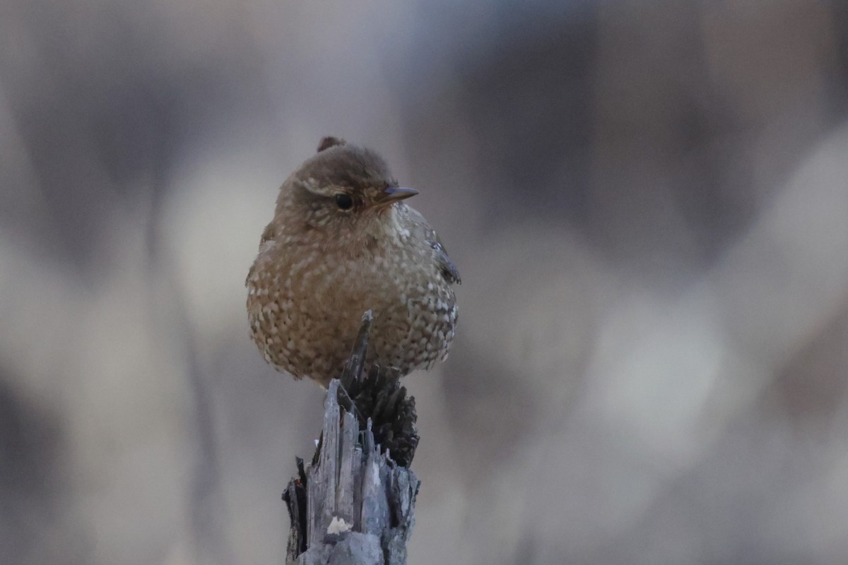 Winter Wren - ML649335094