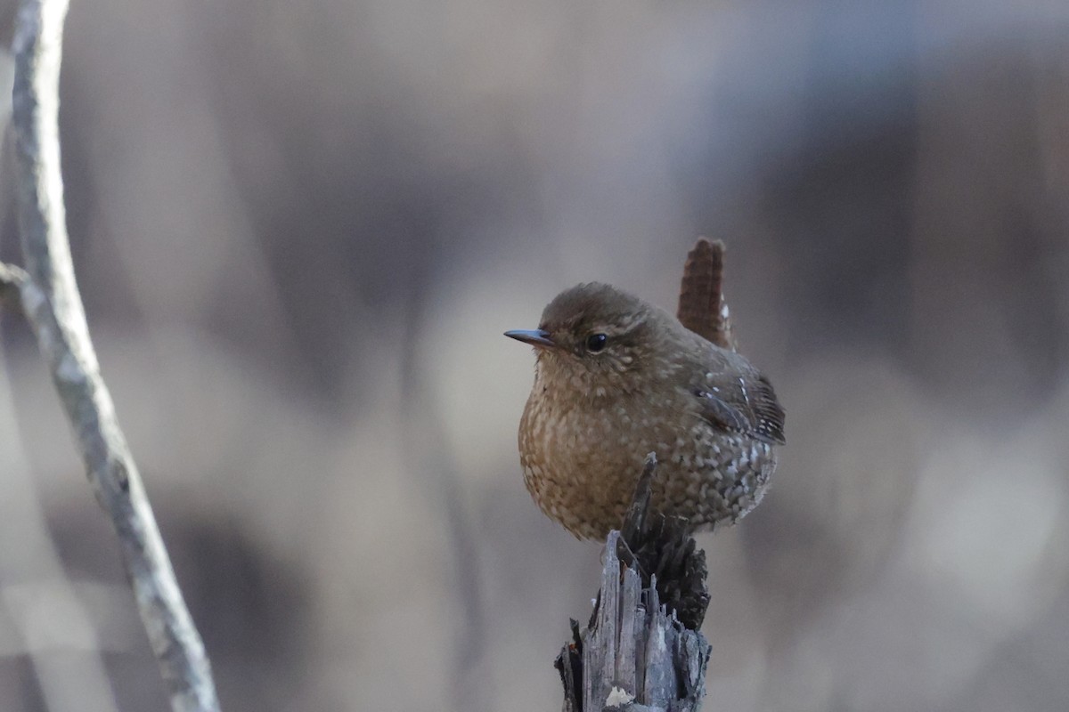 Winter Wren - ML649335095