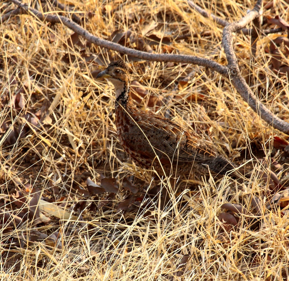 Shelley's Francolin - ML649335445