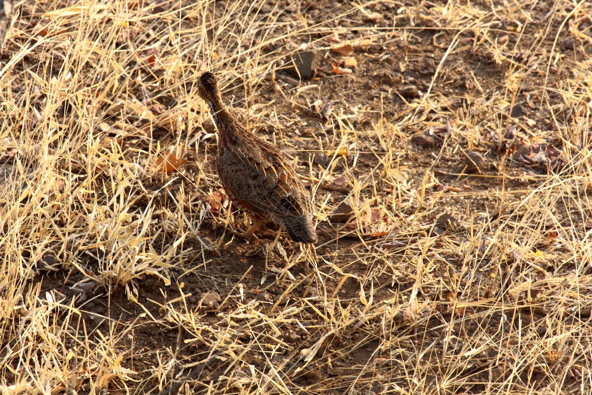 Shelley's Francolin - ML649335448