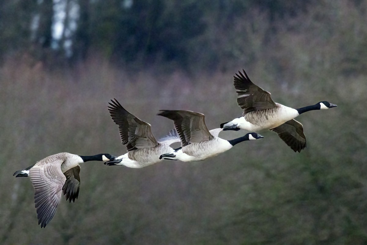 Canada Goose - ML649335638
