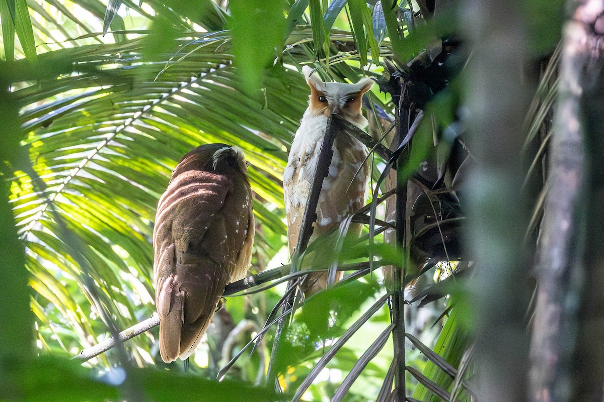 Crested Owl - ML649335647