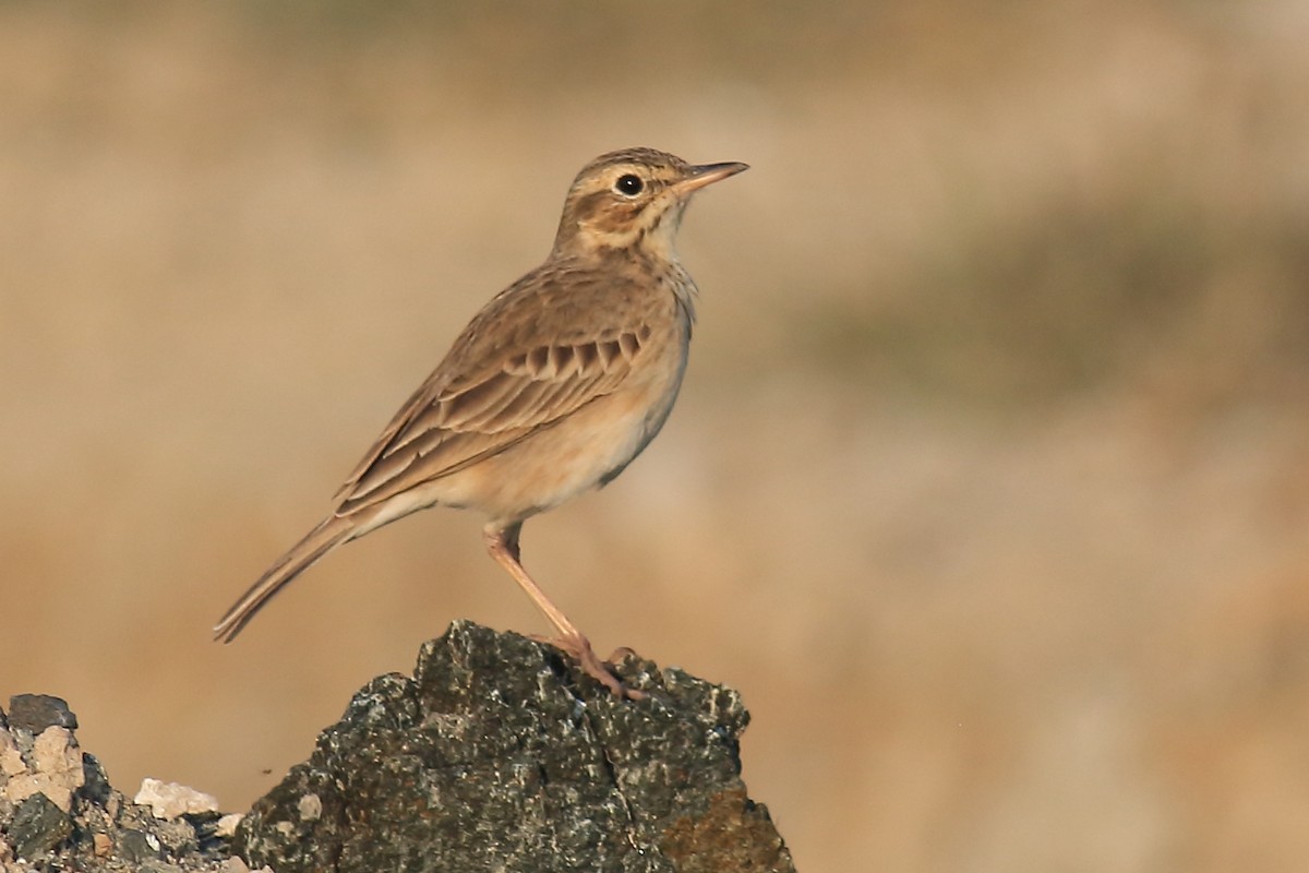 Paddyfield Pipit - ML649335782