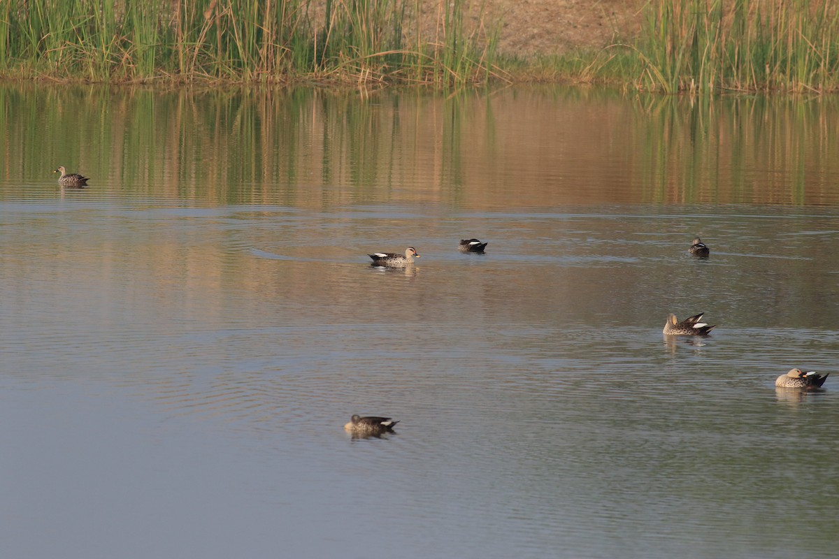 Indian Spot-billed Duck - ML649335925