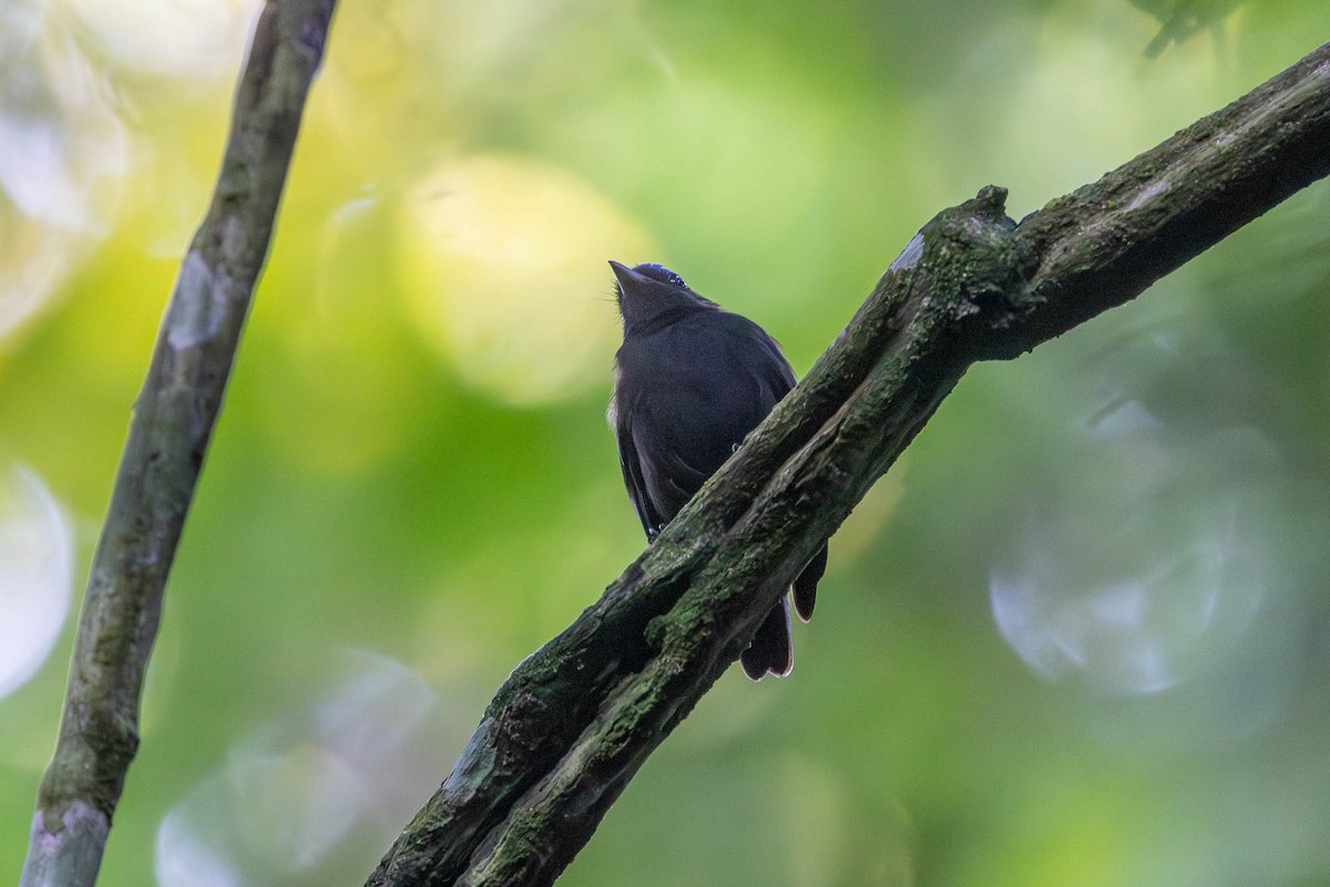 Blue-capped Manakin (Blue-capped) - ML649336055