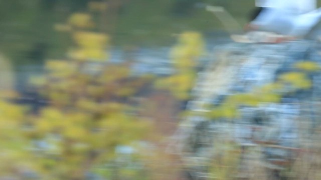 Küstenseeschwalbe - ML649336095