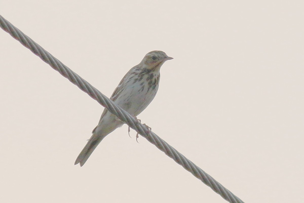 Tree Pipit - ML649336149