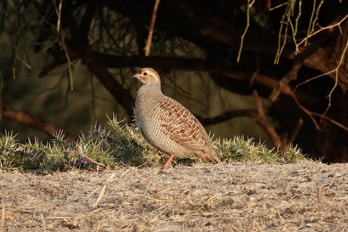 Gray Francolin - ML649336169