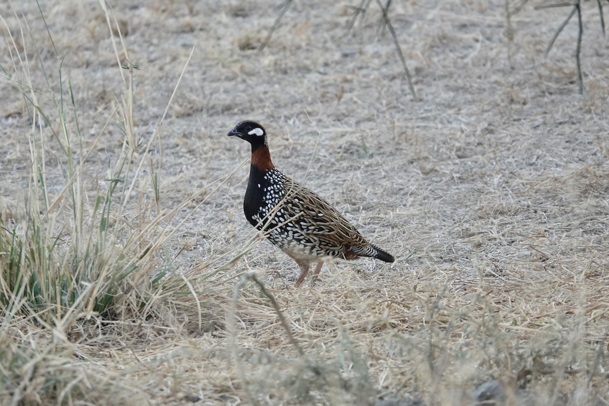 Black Francolin - ML649336187