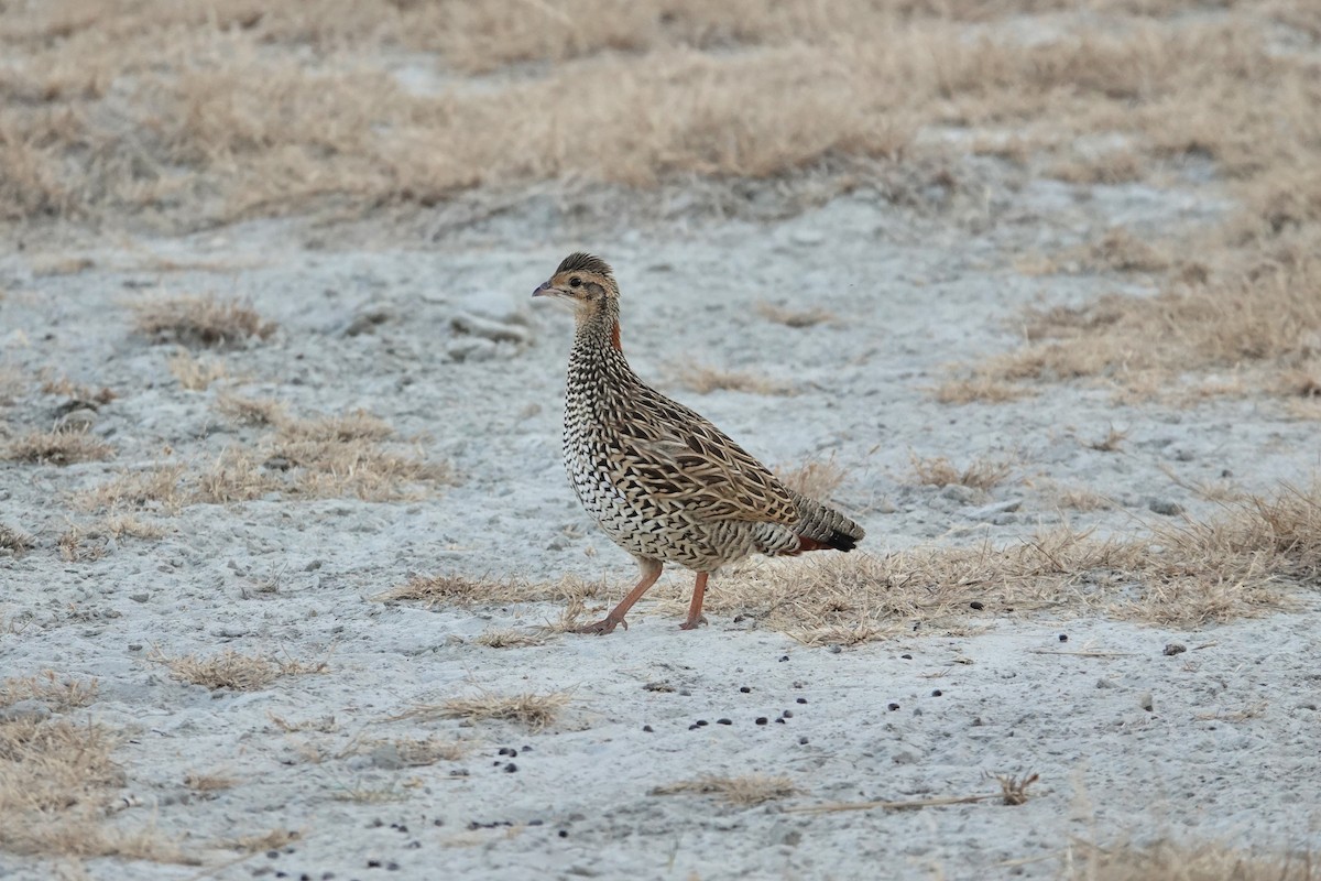 Black Francolin - ML649336188