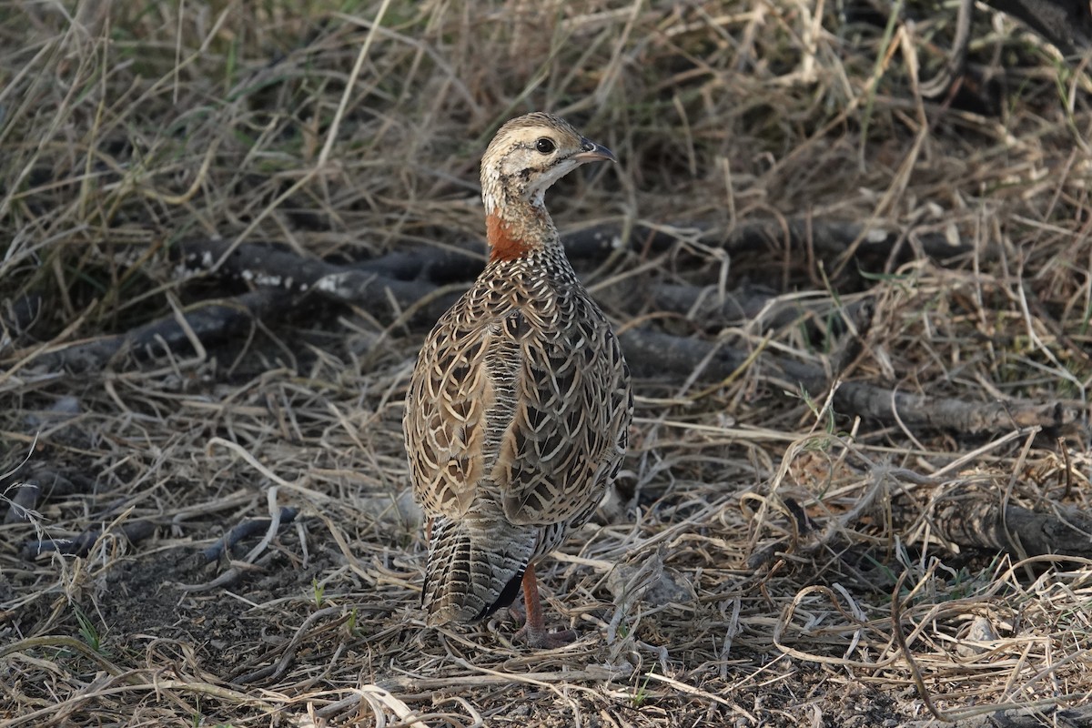 Black Francolin - ML649336189