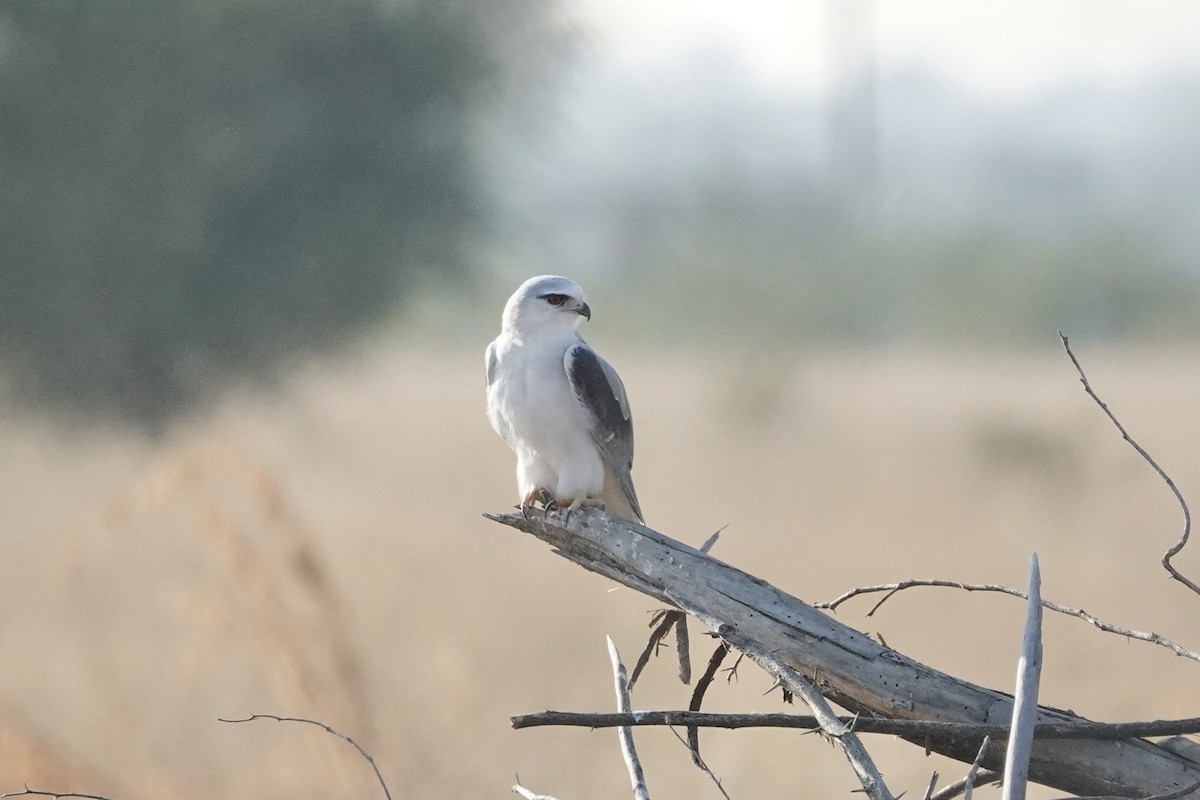 Black-winged Kite - ML649336206