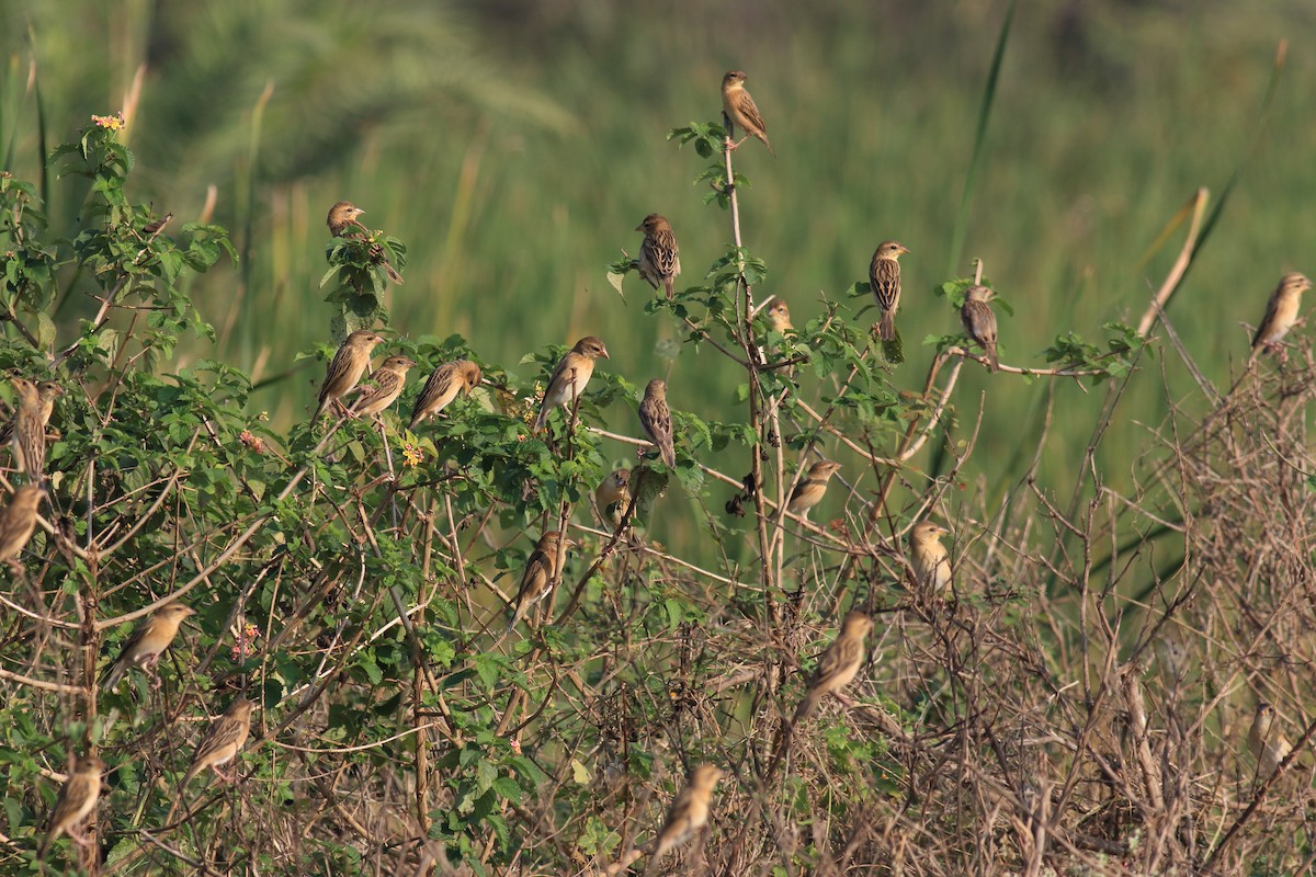 Baya Weaver - ML649336223