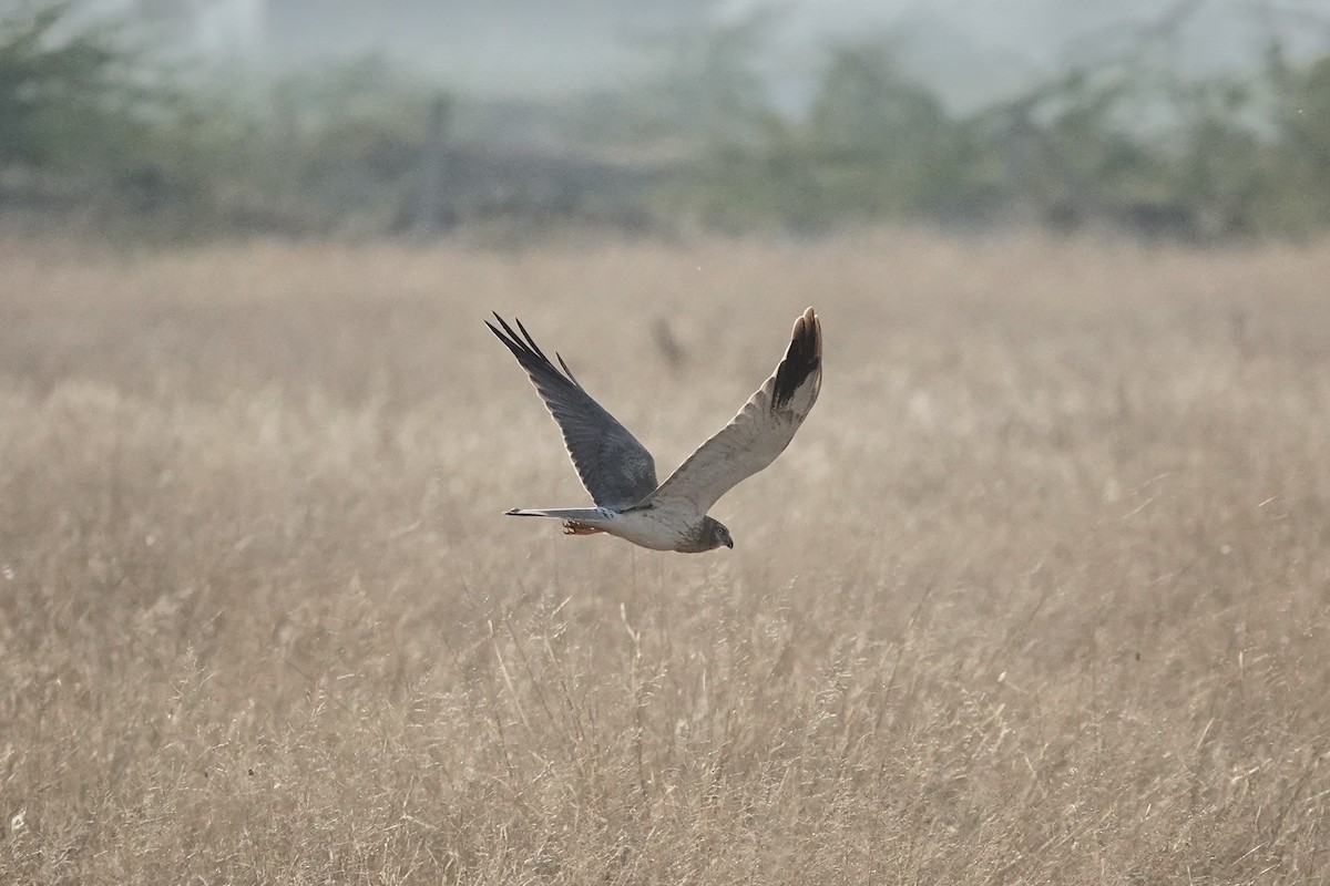 Pallid Harrier - ML649336234
