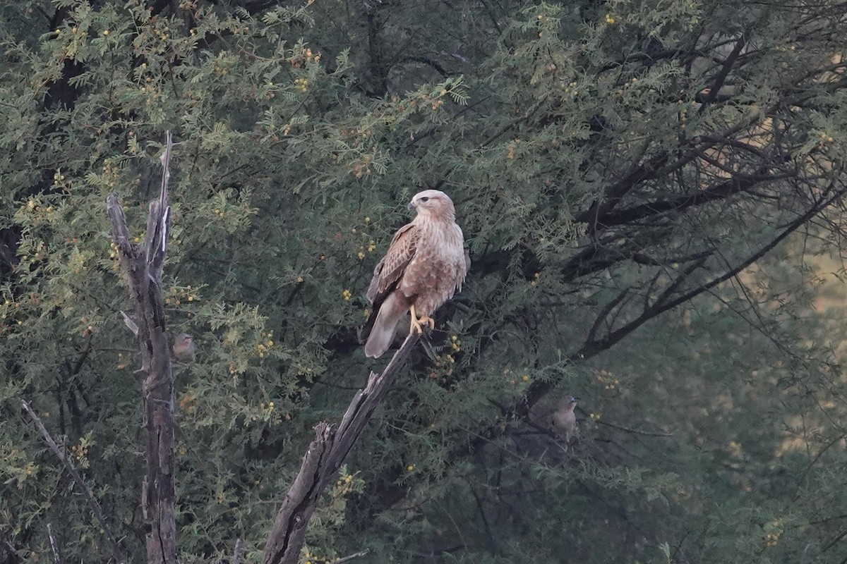 Long-legged Buzzard - ML649336244