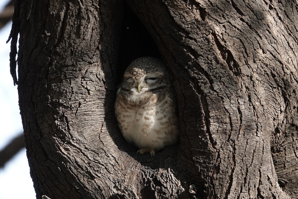 Spotted Owlet - ML649336257