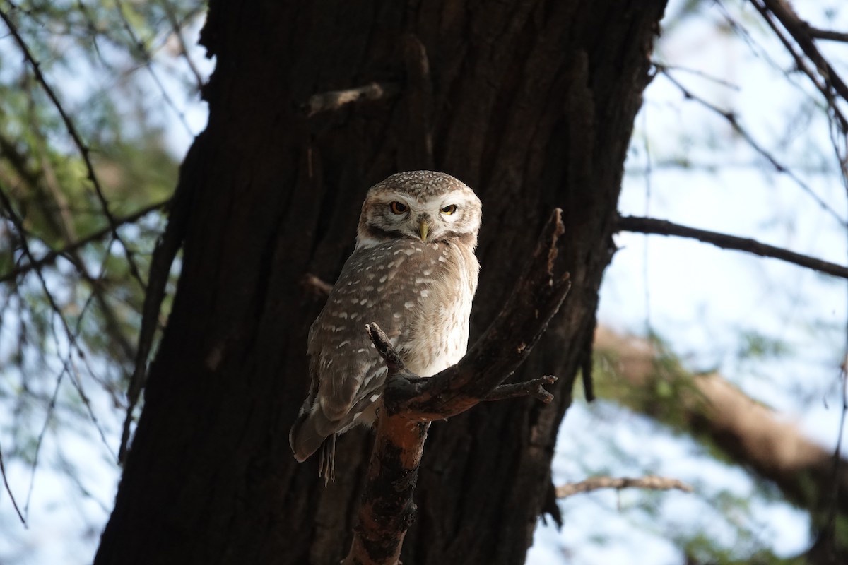 Spotted Owlet - ML649336258