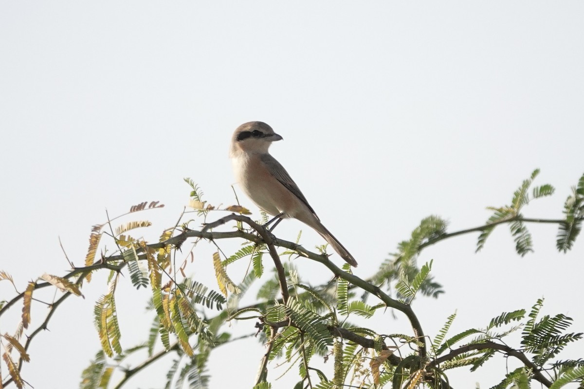 Isabelline Shrike - ML649336268