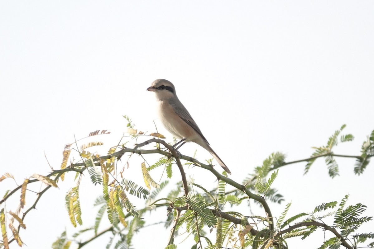 Isabelline Shrike - ML649336269