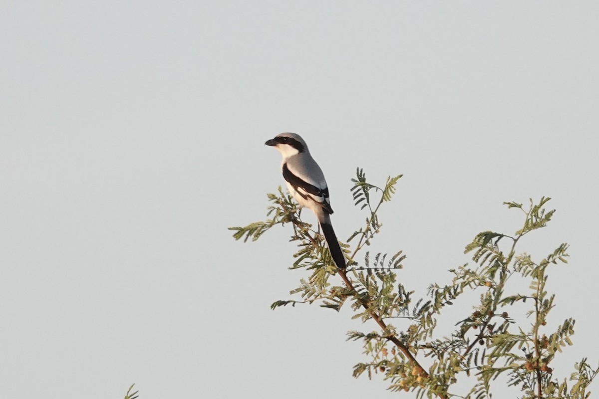 Great Gray Shrike - ML649336278