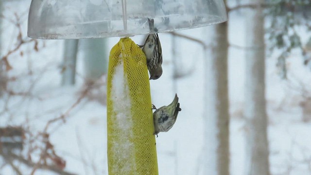 マツノキヒワ - ML649336297