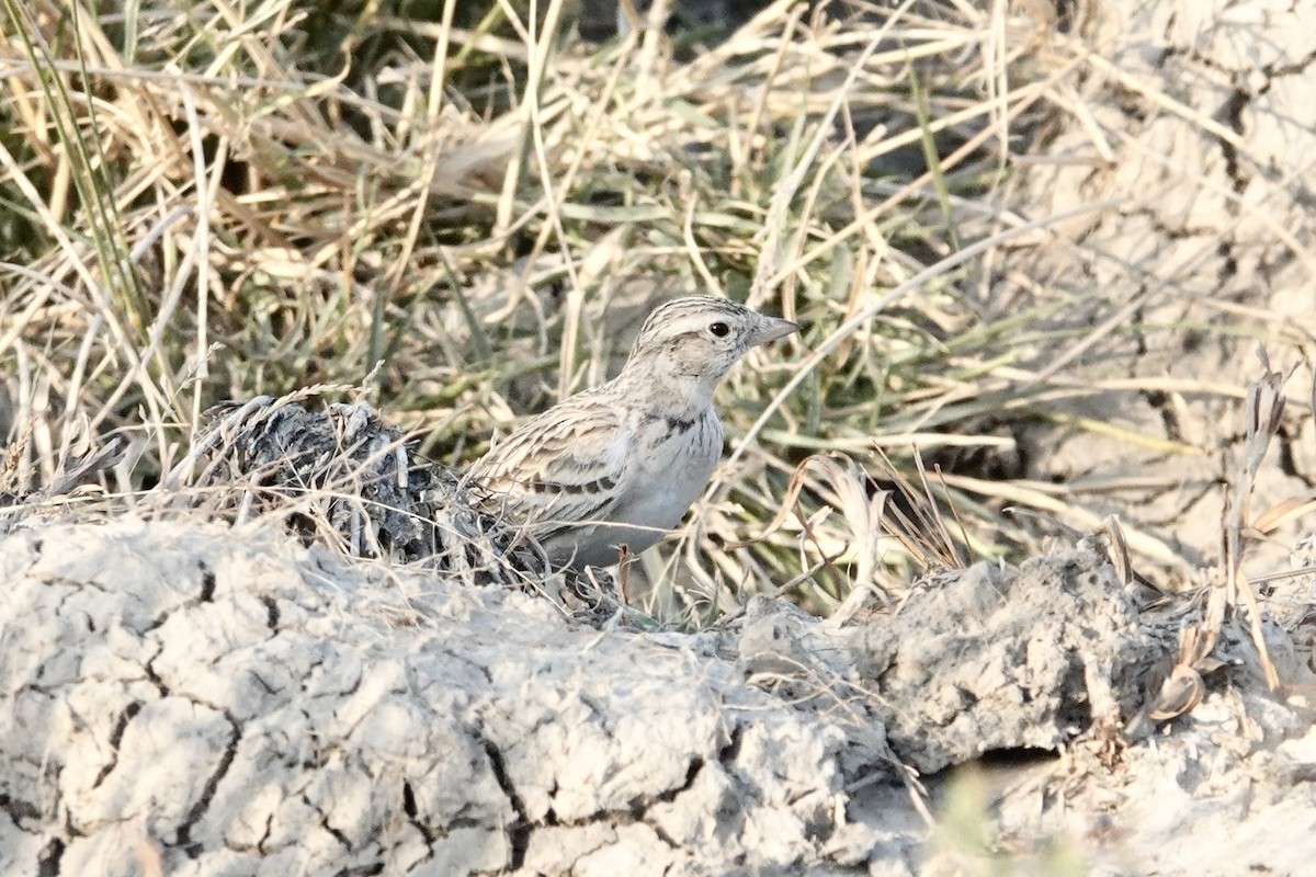 Greater Short-toed Lark - ML649336298