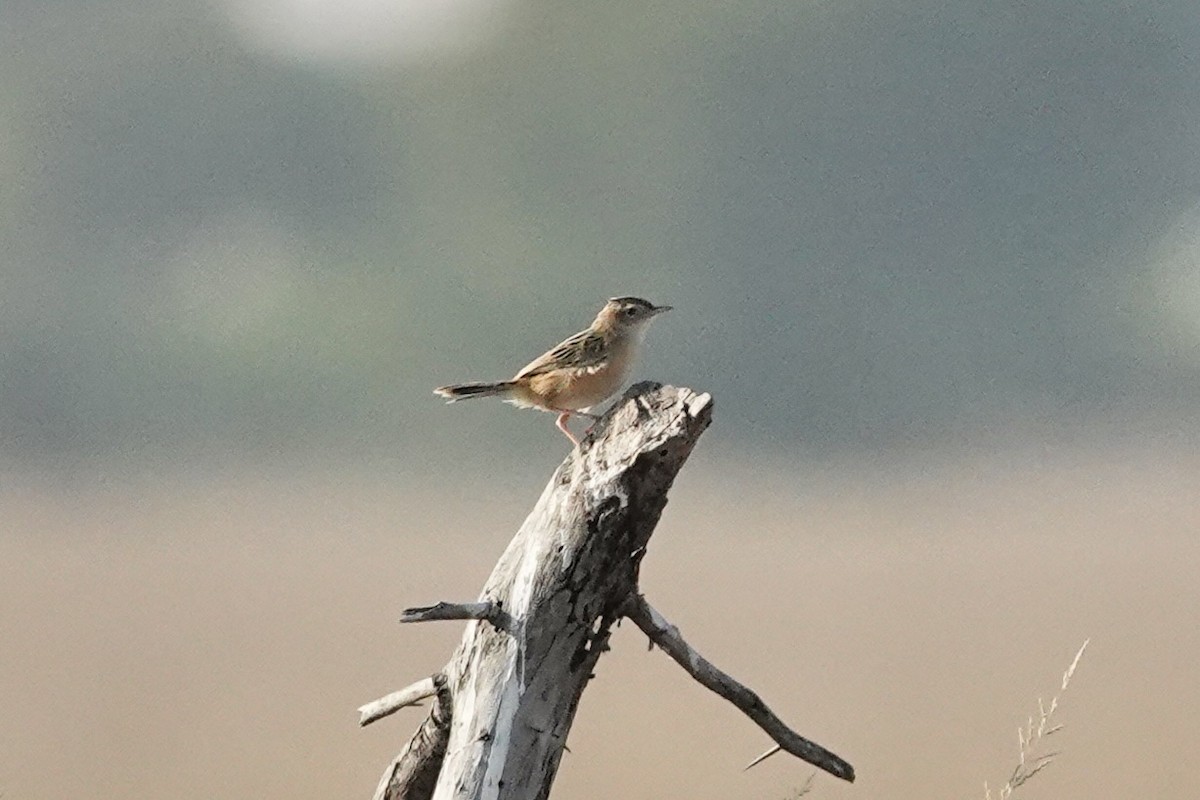 Zitting Cisticola - ML649336355