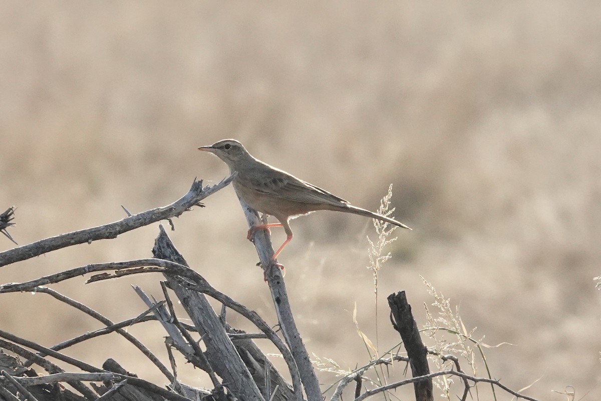 Long-billed Pipit - ML649336381