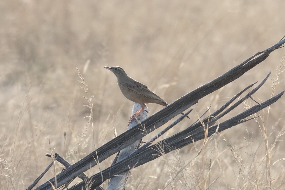 Long-billed Pipit - ML649336382
