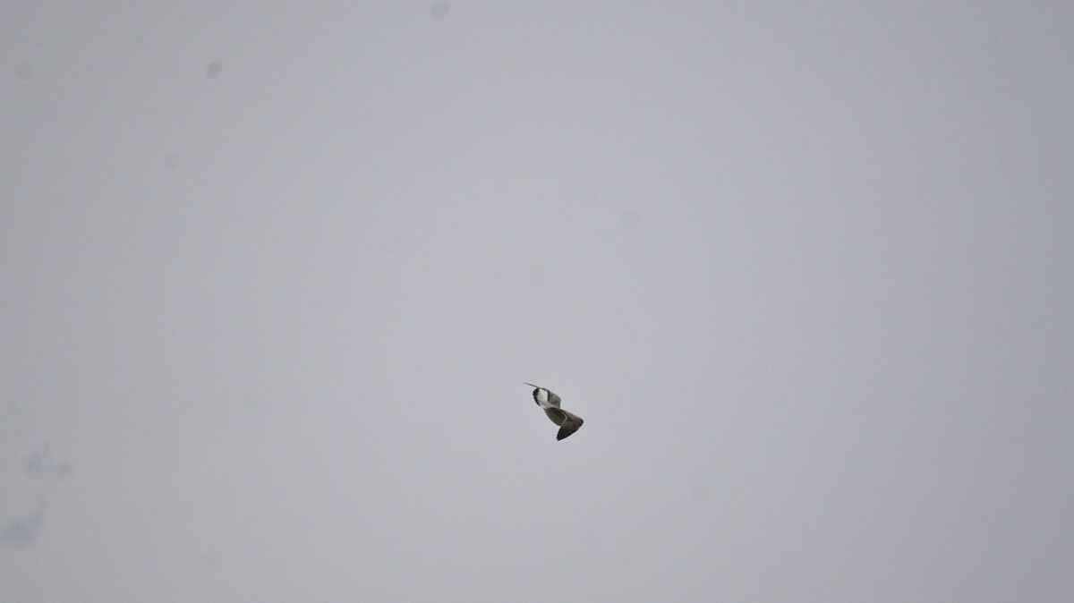 カモメ亜科 - ML649336457