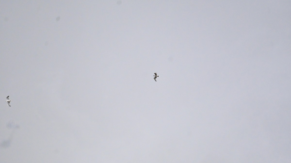 カモメ亜科 - ML649336458