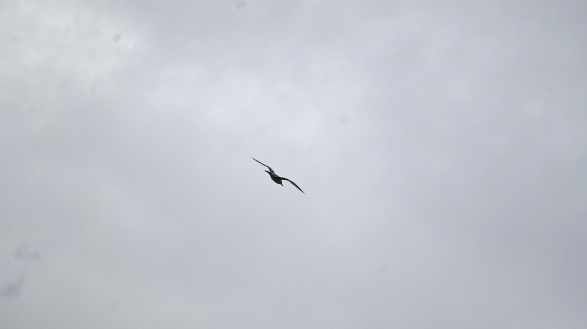 カモメ亜科 - ML649336460