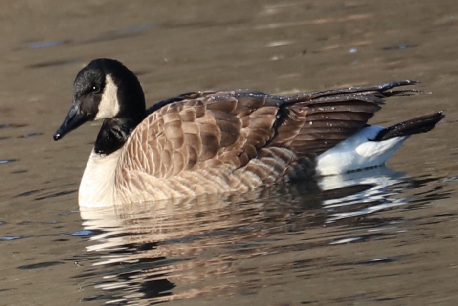 Canada Goose - ML649336513