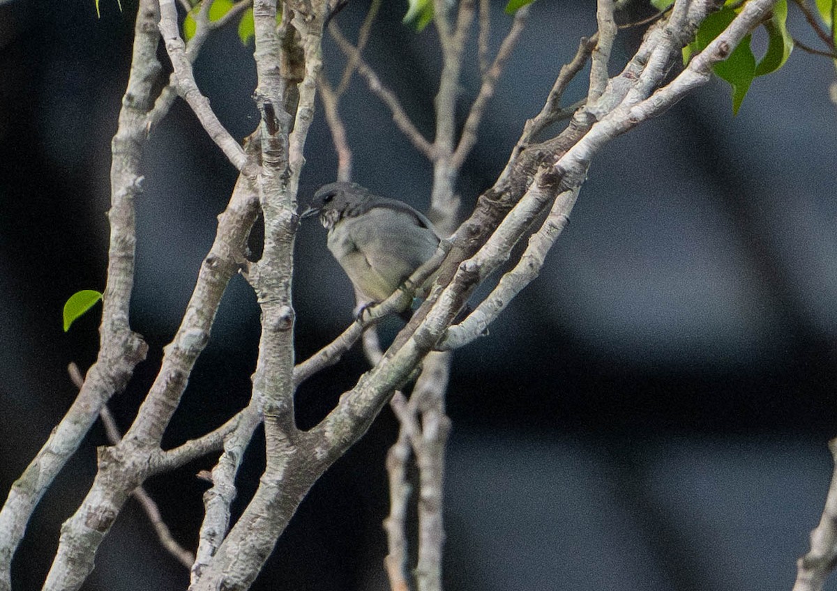 Серая танагра - ML649337014