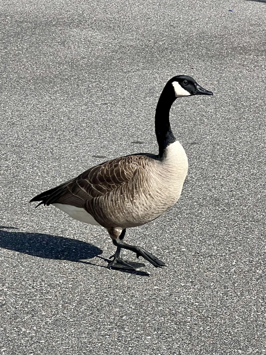 Canada Goose - ML649337315
