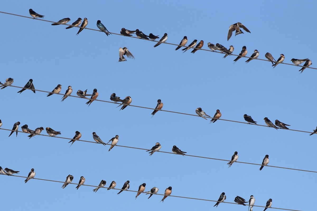 låvesvale - ML649337444